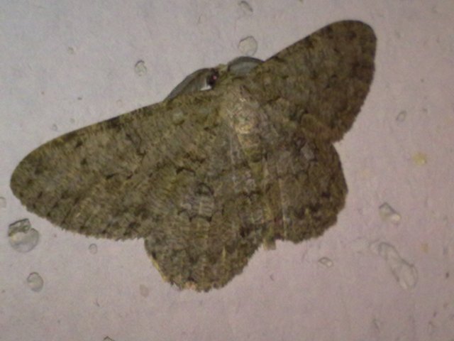 Charissa obscurata ???